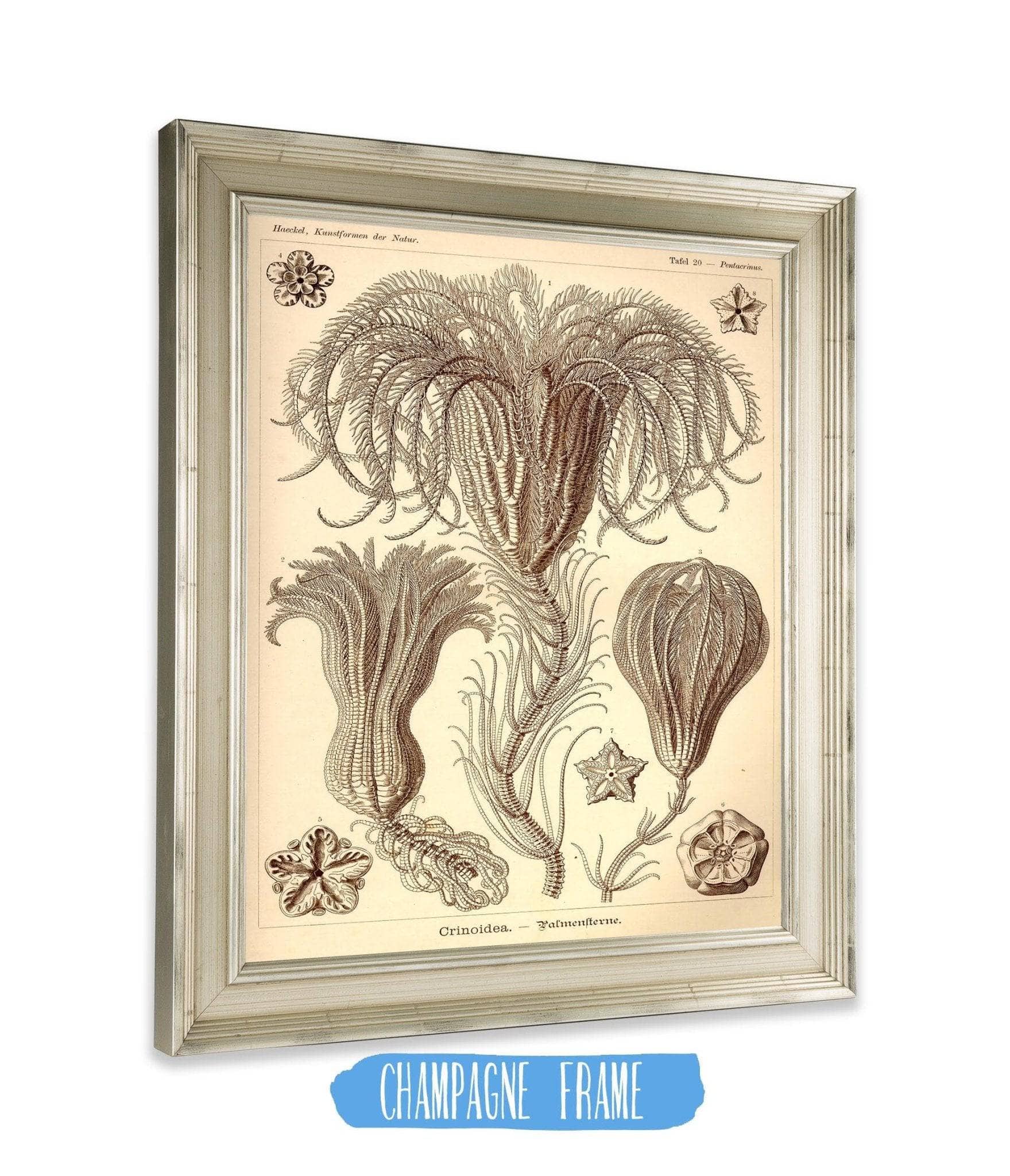 Marine Animals (Crinoidea. - Palmensterne)