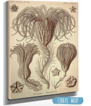 Marine Animals (Crinoidea. - Palmensterne)