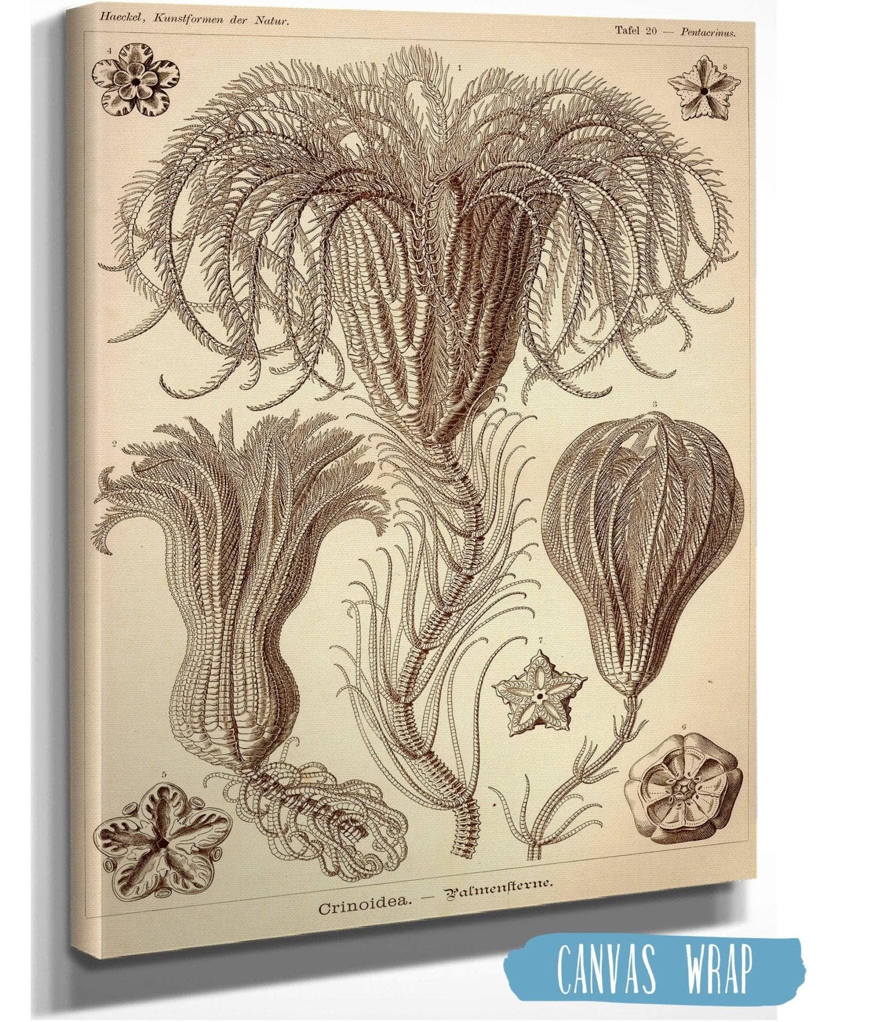 Marine Animals (Crinoidea. - Palmensterne)