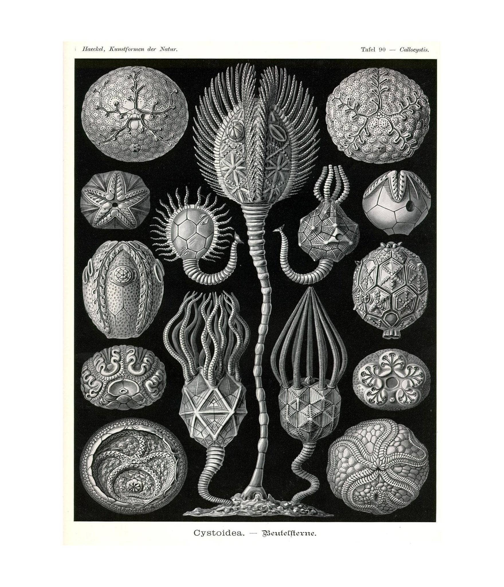 Marine Animals (Cystoidea. - Beutelsterne)