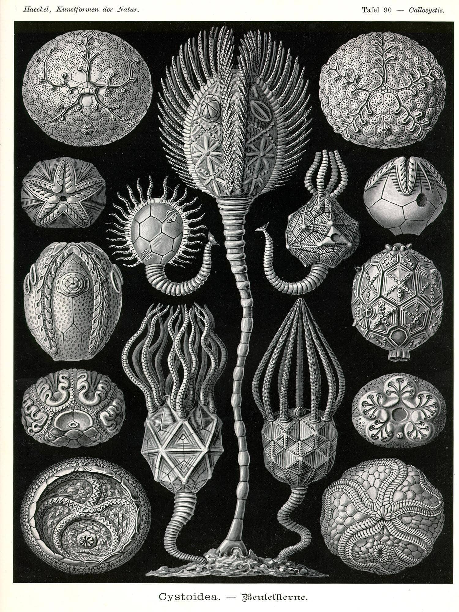 Marine Animals (Cystoidea. - Beutelsterne)