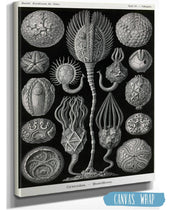 Marine Animals (Cystoidea. - Beutelsterne)