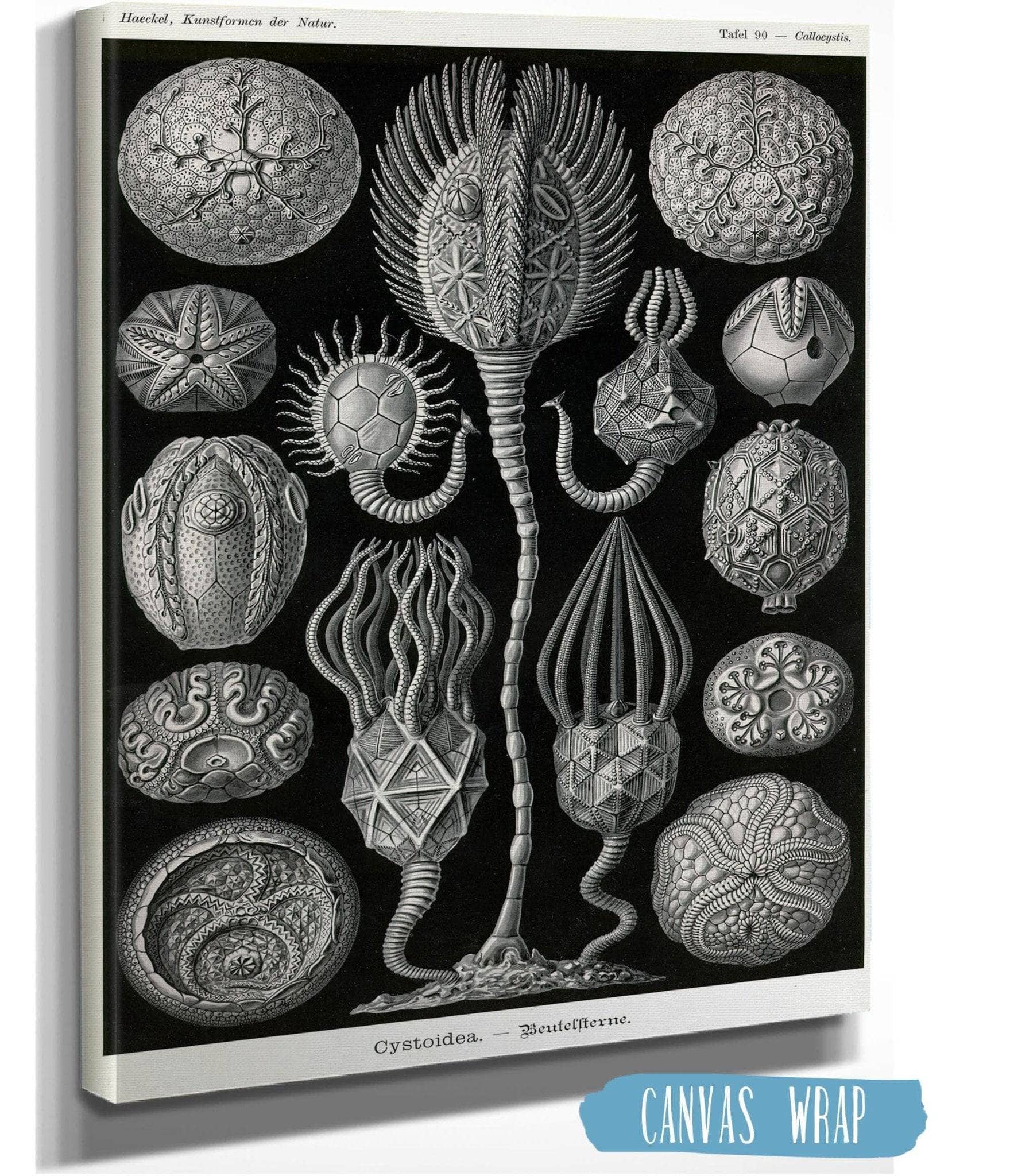 Marine Animals (Cystoidea. - Beutelsterne)