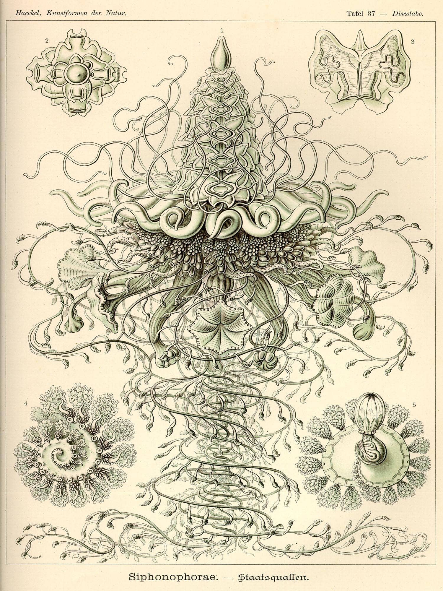 Marine Invertebrates (Siphonophorae. - Staatsquallen)