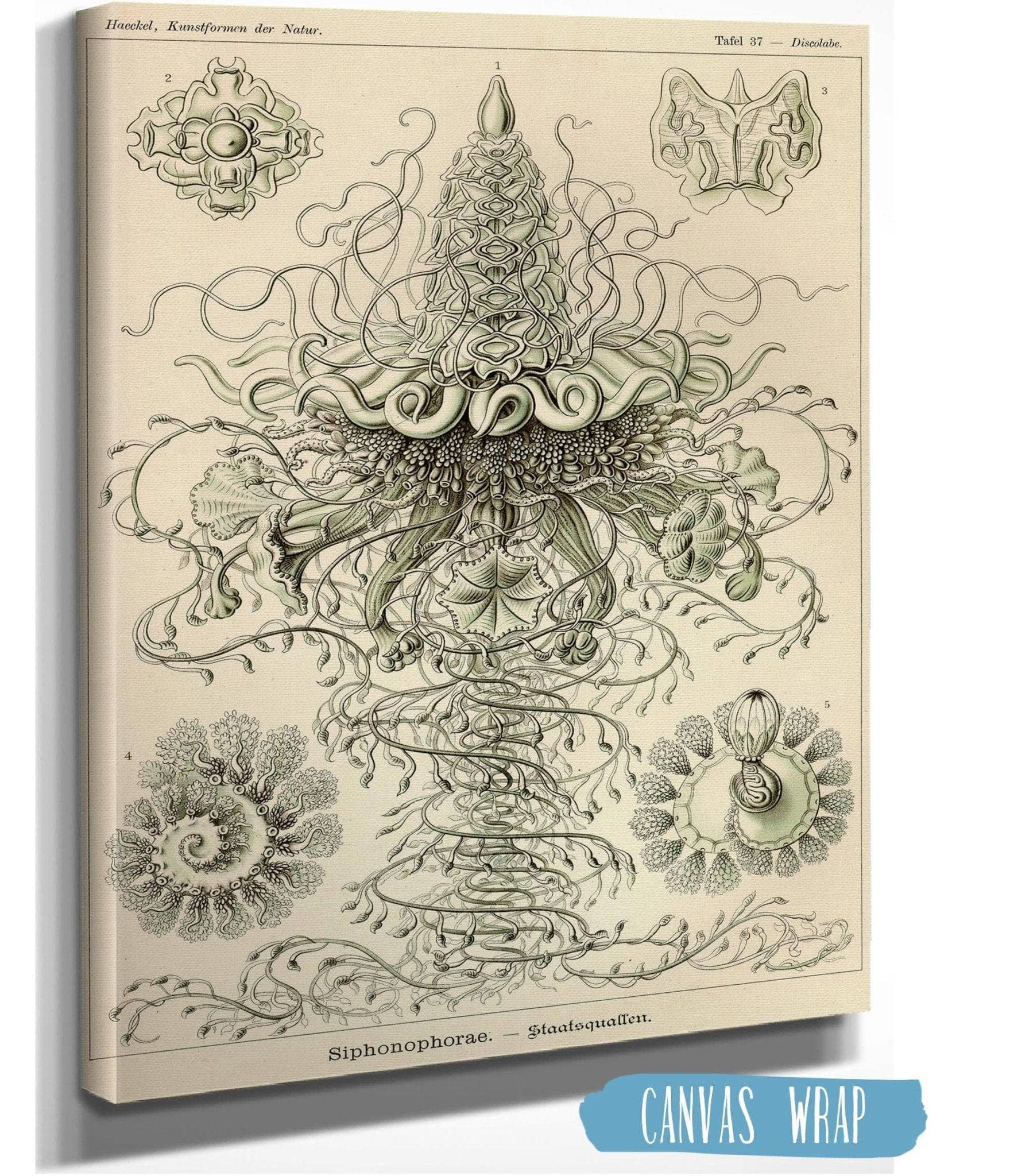 Marine Invertebrates (Siphonophorae. - Staatsquallen)