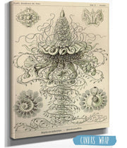Marine Invertebrates (Siphonophorae. - Staatsquallen)