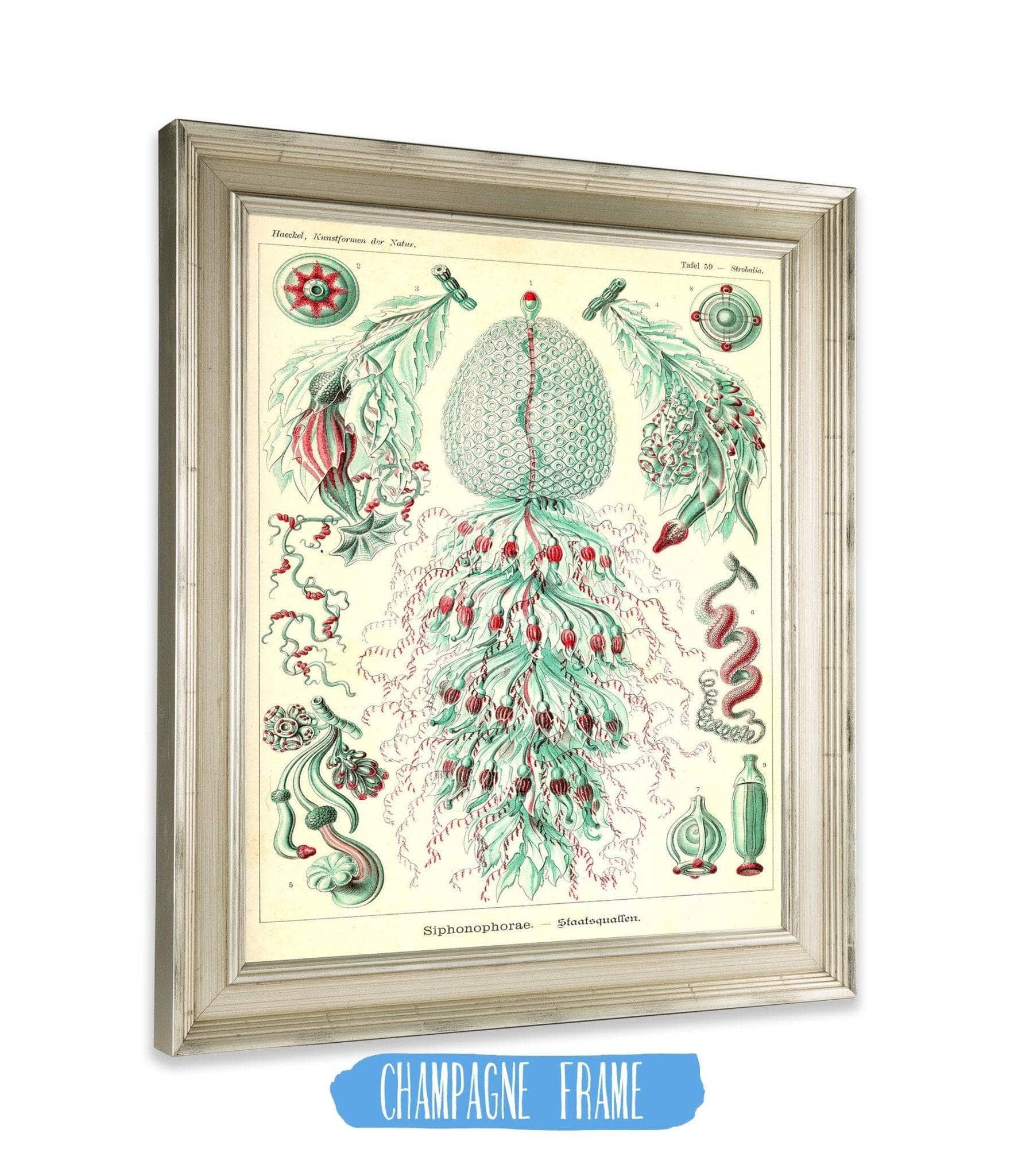 Marine Invertebrates (Siphonophorae. - Staatsquallen)