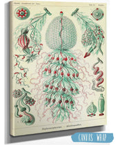 Marine Invertebrates (Siphonophorae. - Staatsquallen)