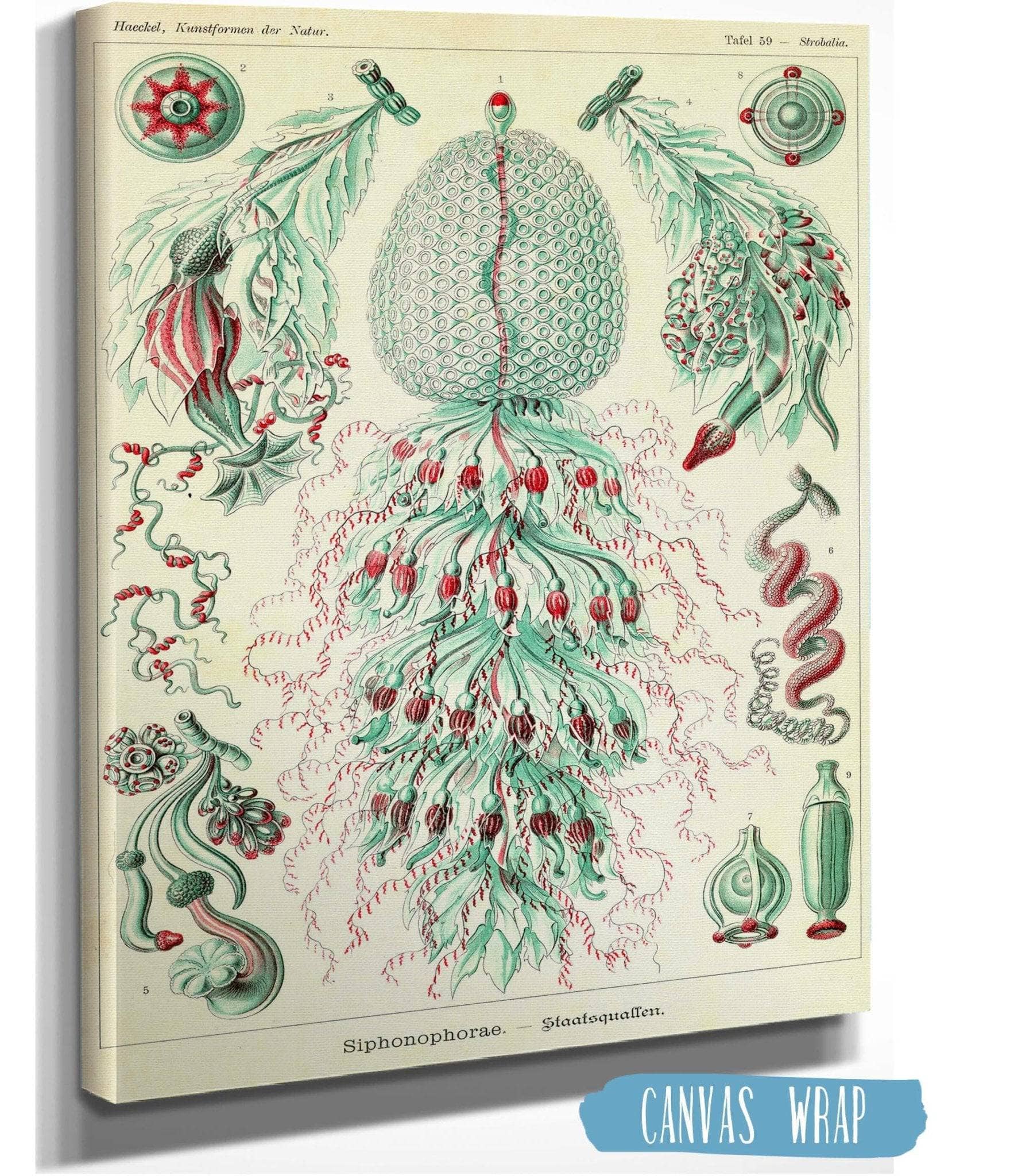 Marine Invertebrates (Siphonophorae. - Staatsquallen)
