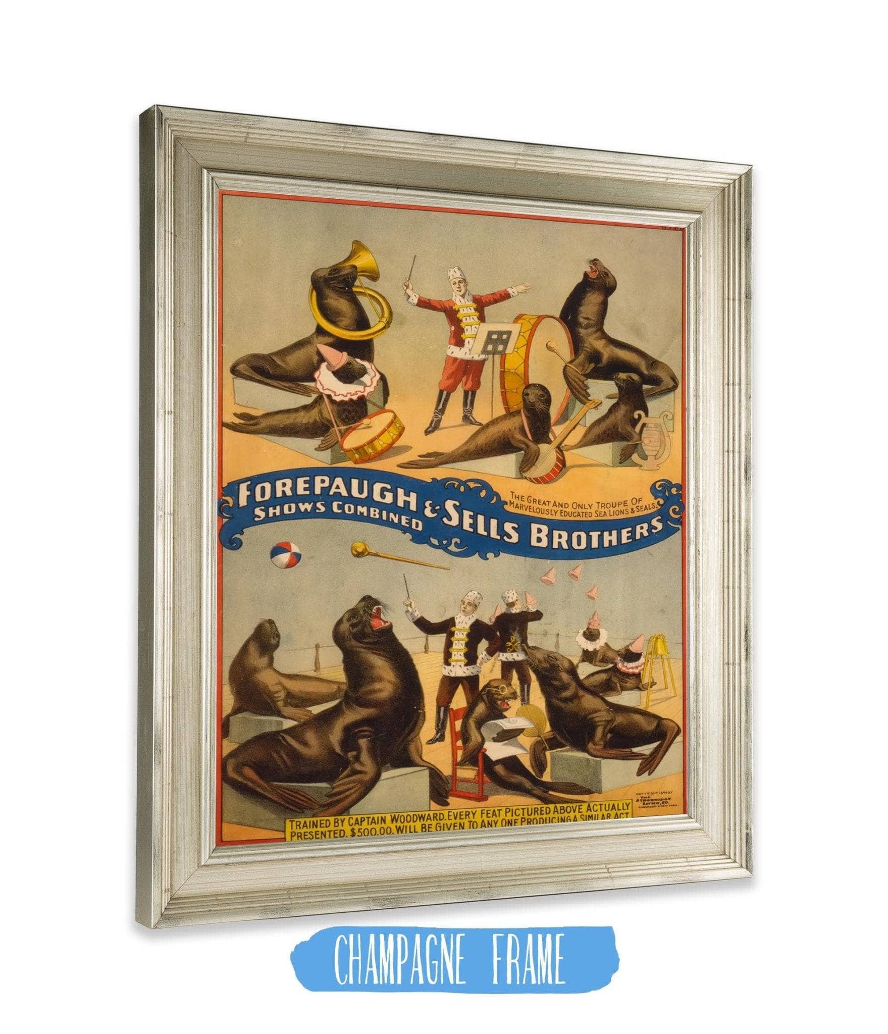 Marvellously Trained Circus Seals, 1899
