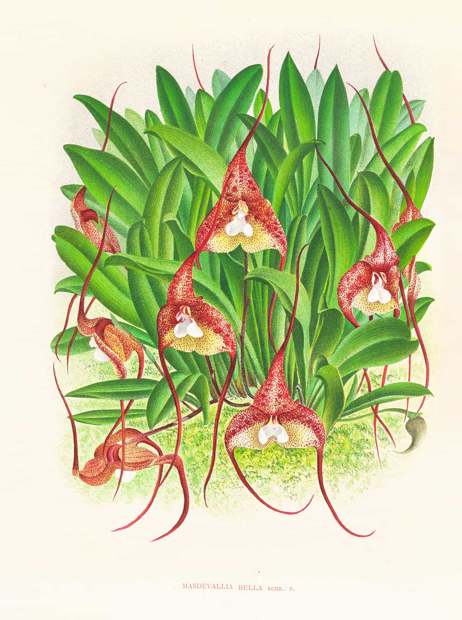 Masdevallia Bella by Jean Jules Linden