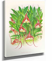 Masdevallia Bella by Jean Jules Linden