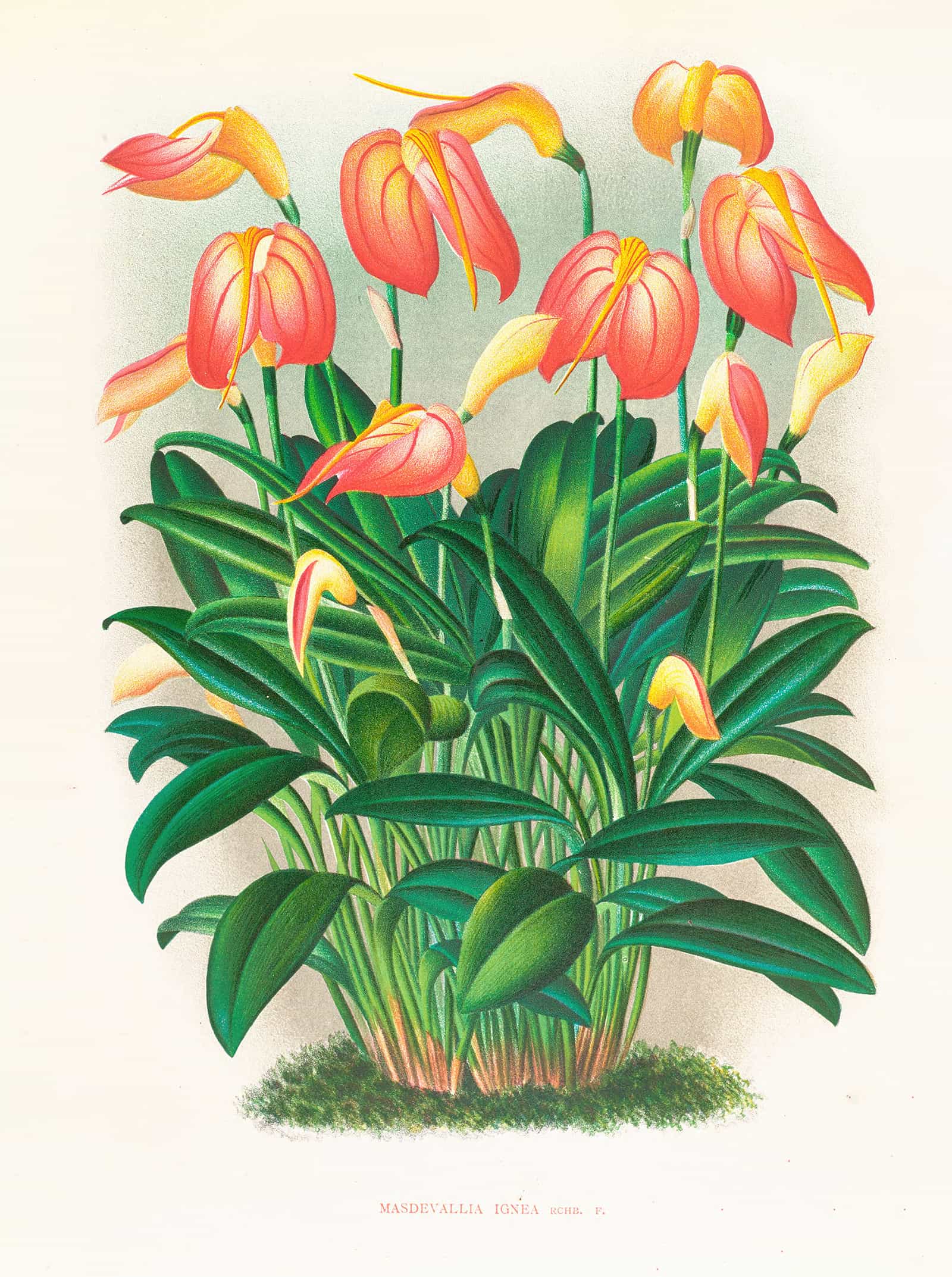 Masdevallia Ignea by Jean Jules Linden