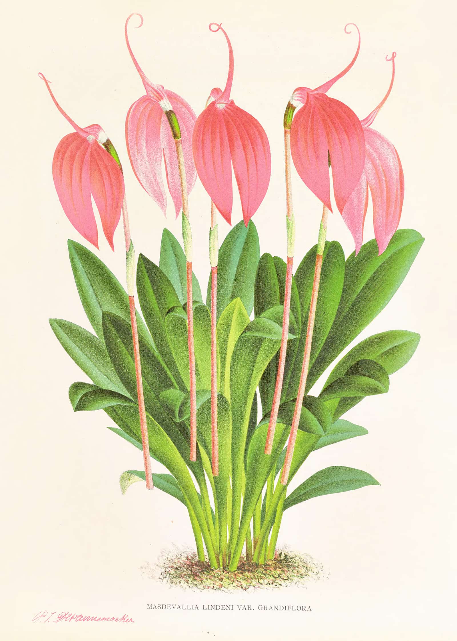 Masdevallia Lindeni Var Grandiflora by Jean Jules Linden