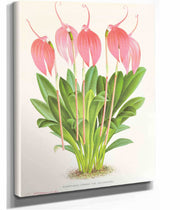Masdevallia Lindeni Var Grandiflora by Jean Jules Linden