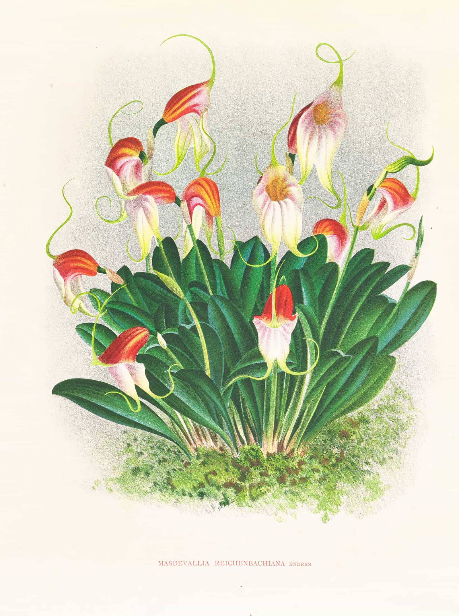 Masdevallia Reichenbachiana by Jean Jules Linden