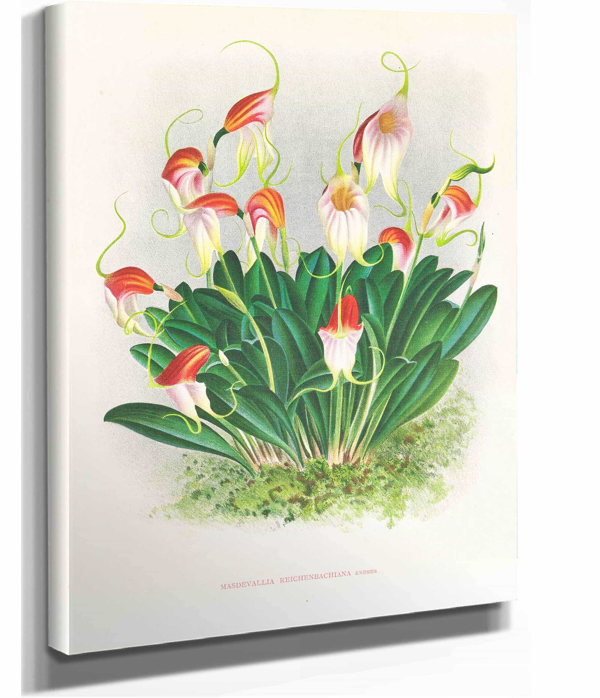Masdevallia Reichenbachiana by Jean Jules Linden