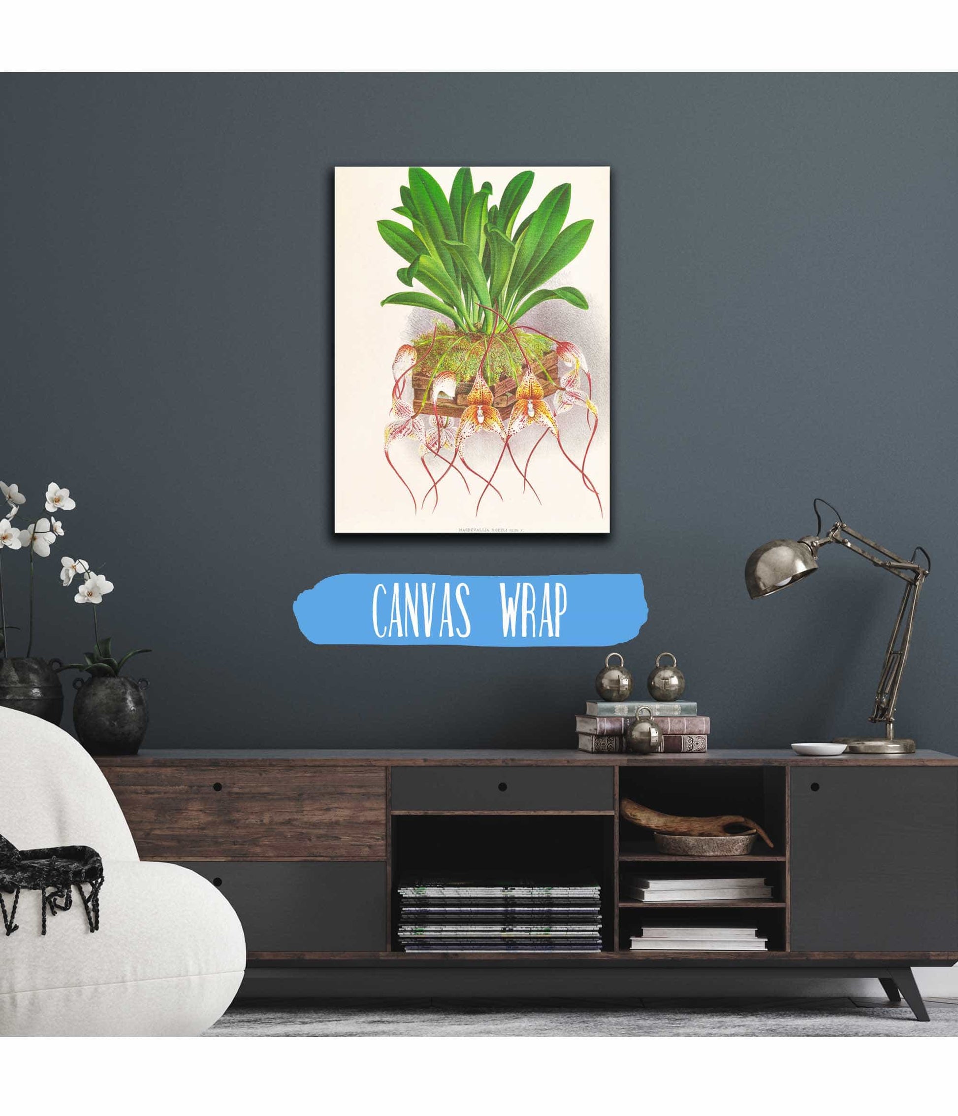 Masdevallia Roezli by Jean Jules Linden