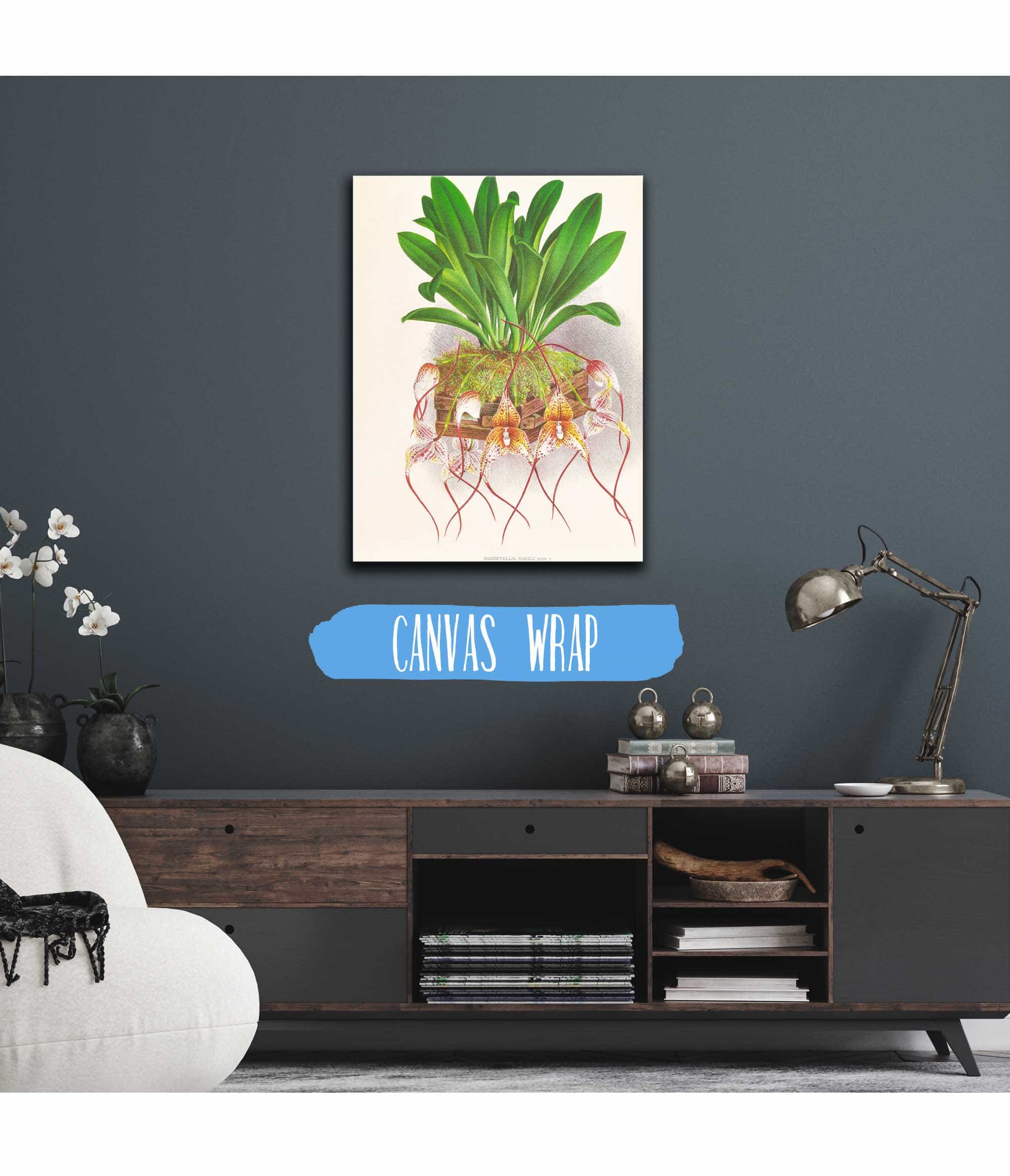 Masdevallia Roezli by Jean Jules Linden