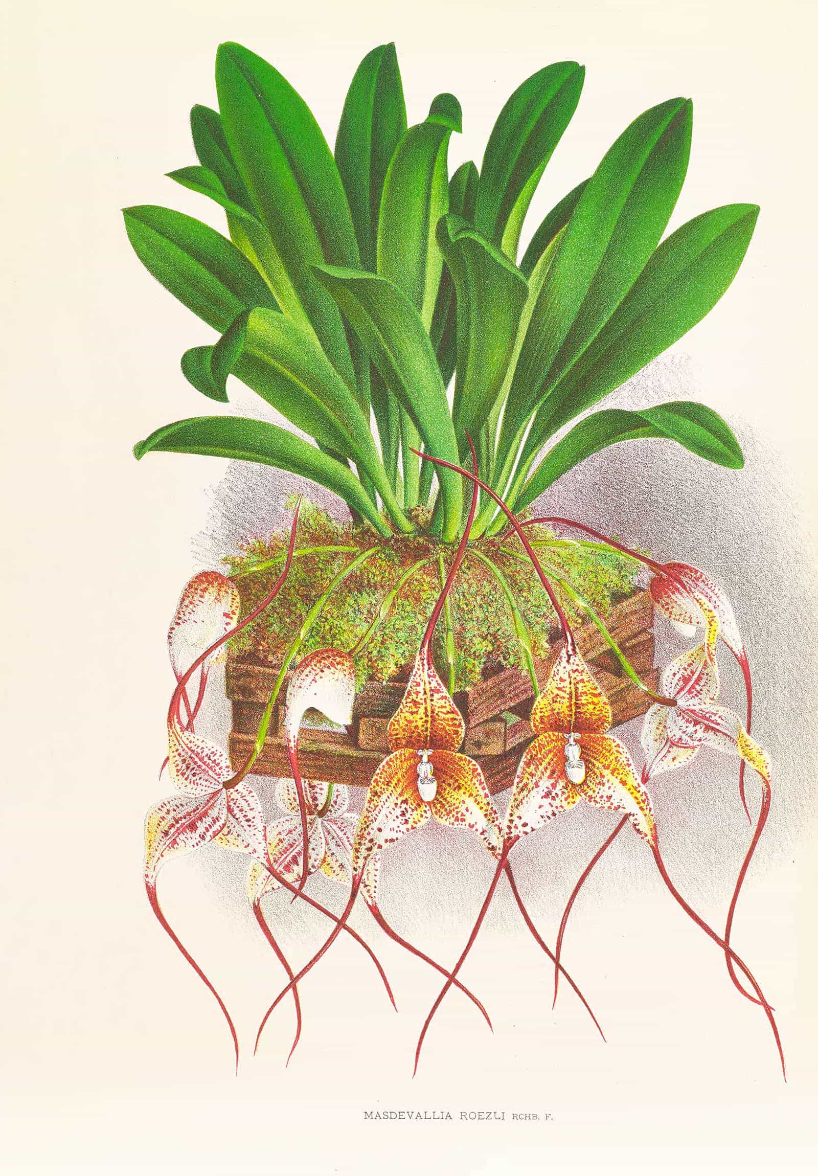 Masdevallia Roezli by Jean Jules Linden