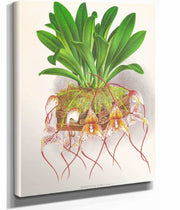 Masdevallia Roezli by Jean Jules Linden