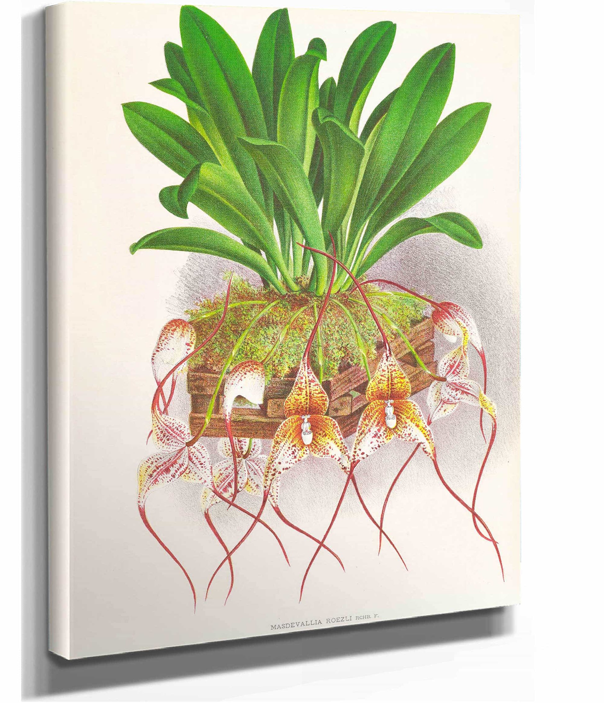 Masdevallia Roezli by Jean Jules Linden