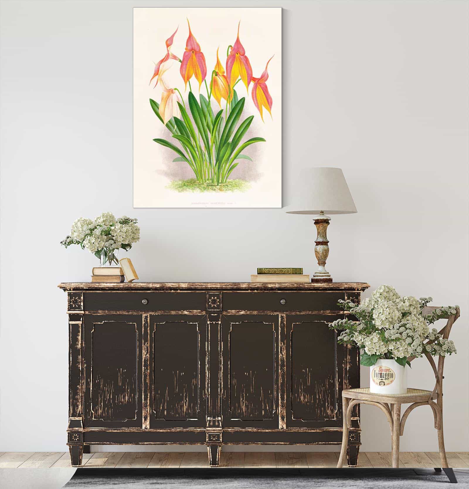 Masdevallia Veitchiana by Jean Jules Linden