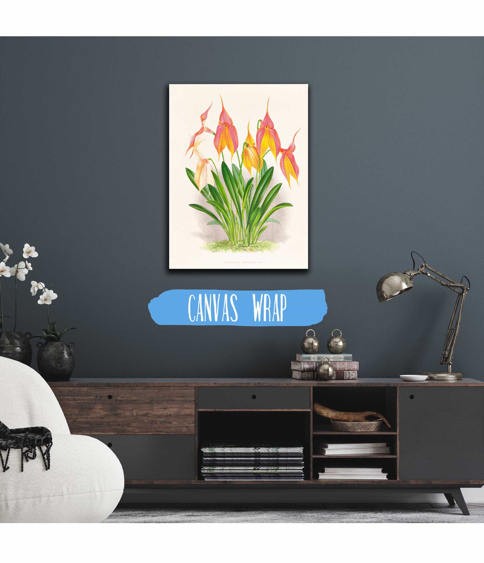 Masdevallia Veitchiana by Jean Jules Linden