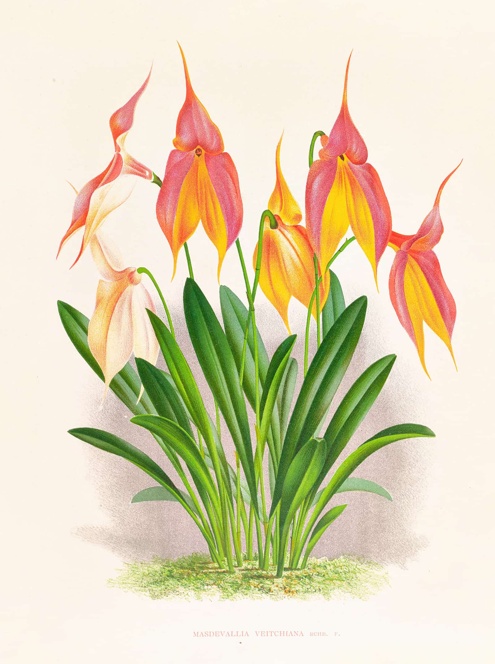 Masdevallia Veitchiana by Jean Jules Linden