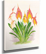 Masdevallia Veitchiana by Jean Jules Linden