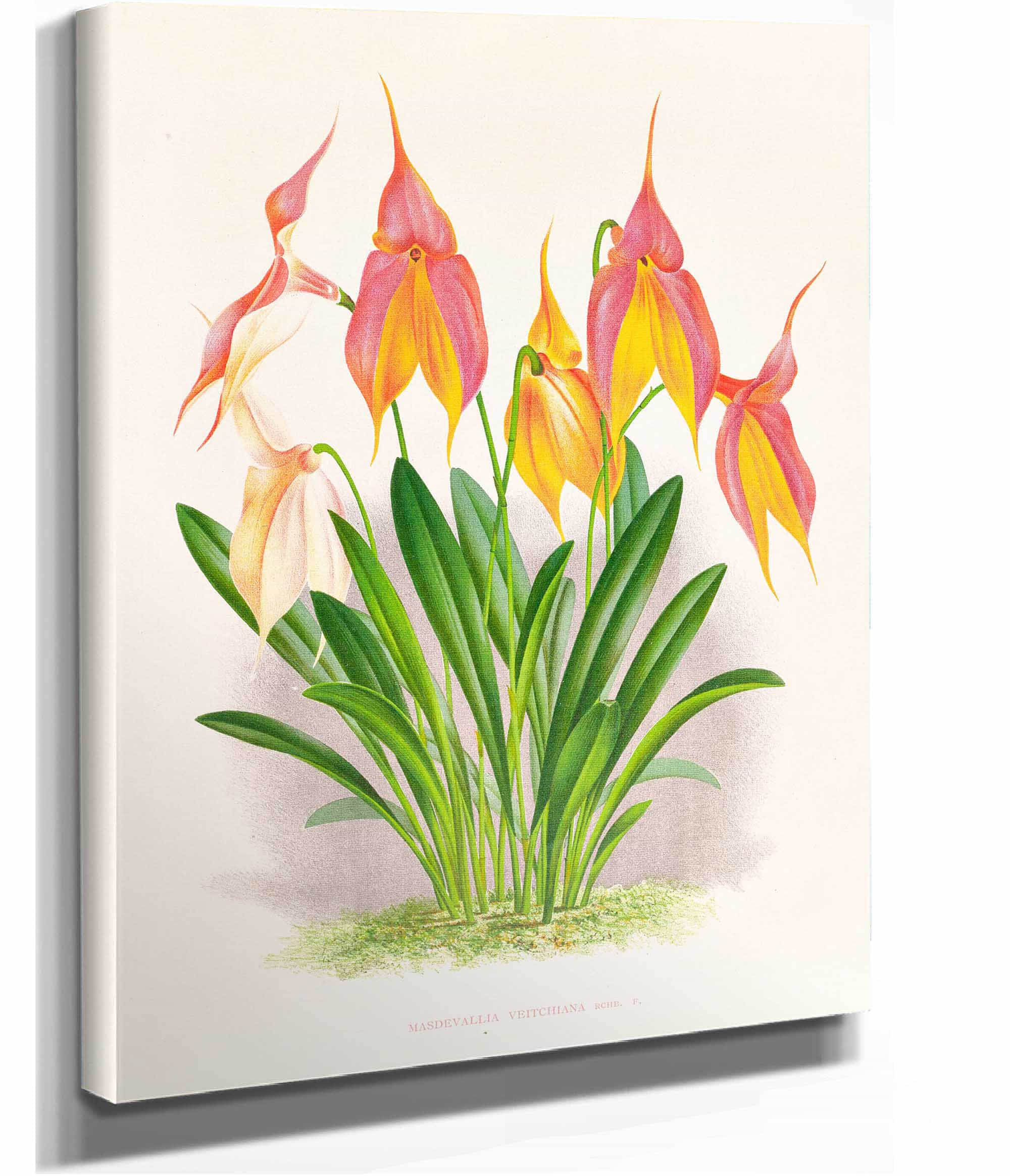 Masdevallia Veitchiana by Jean Jules Linden