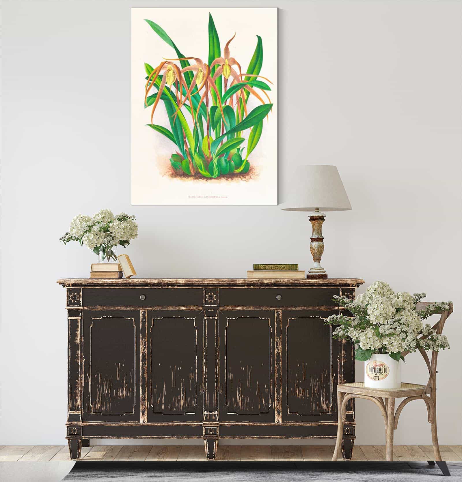 Maxillaria Longisepala by Jean Jules Linden
