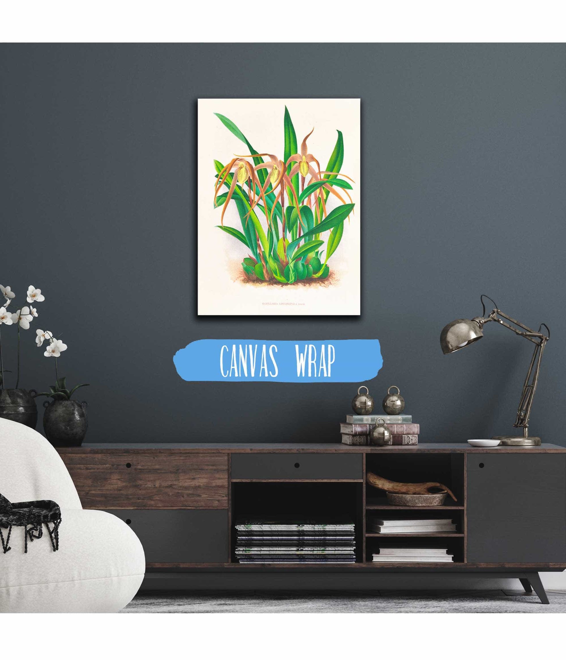 Maxillaria Longisepala by Jean Jules Linden