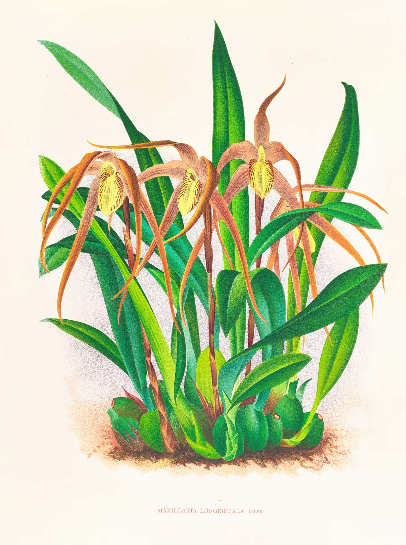Maxillaria Longisepala by Jean Jules Linden