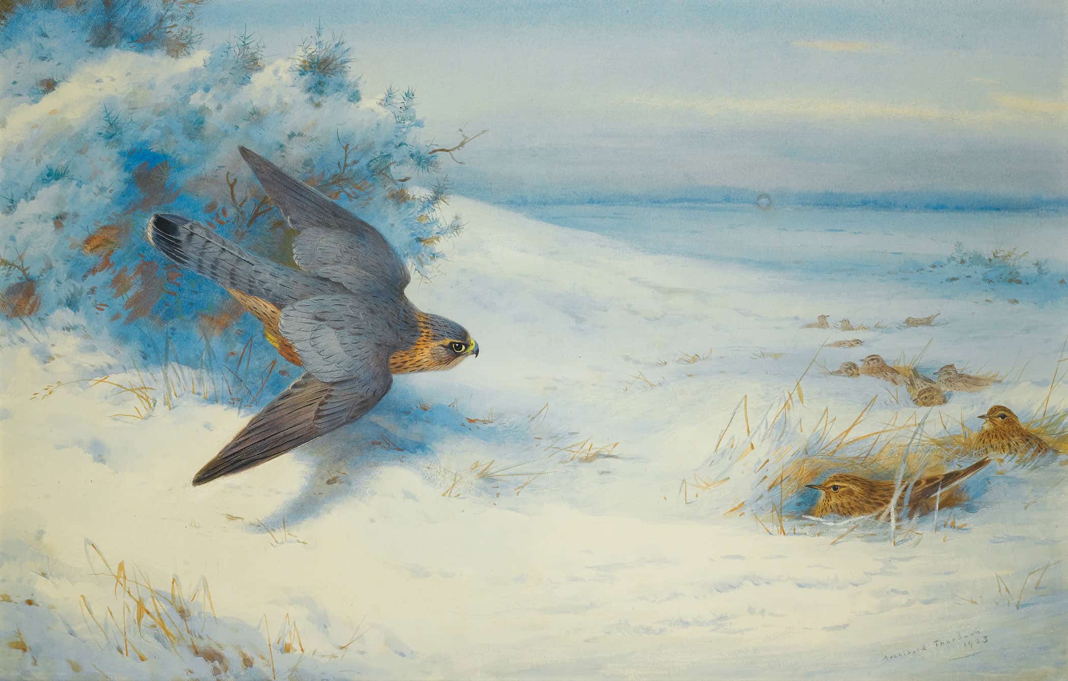 Merlin And Larks by Archibald Thorburn