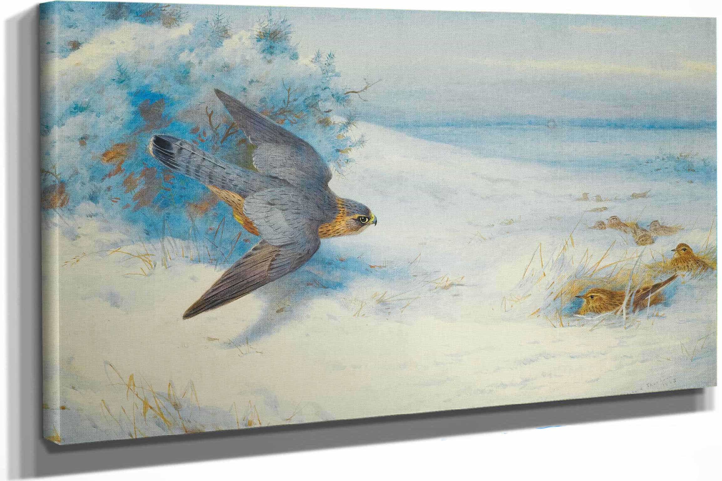 Merlin And Larks by Archibald Thorburn