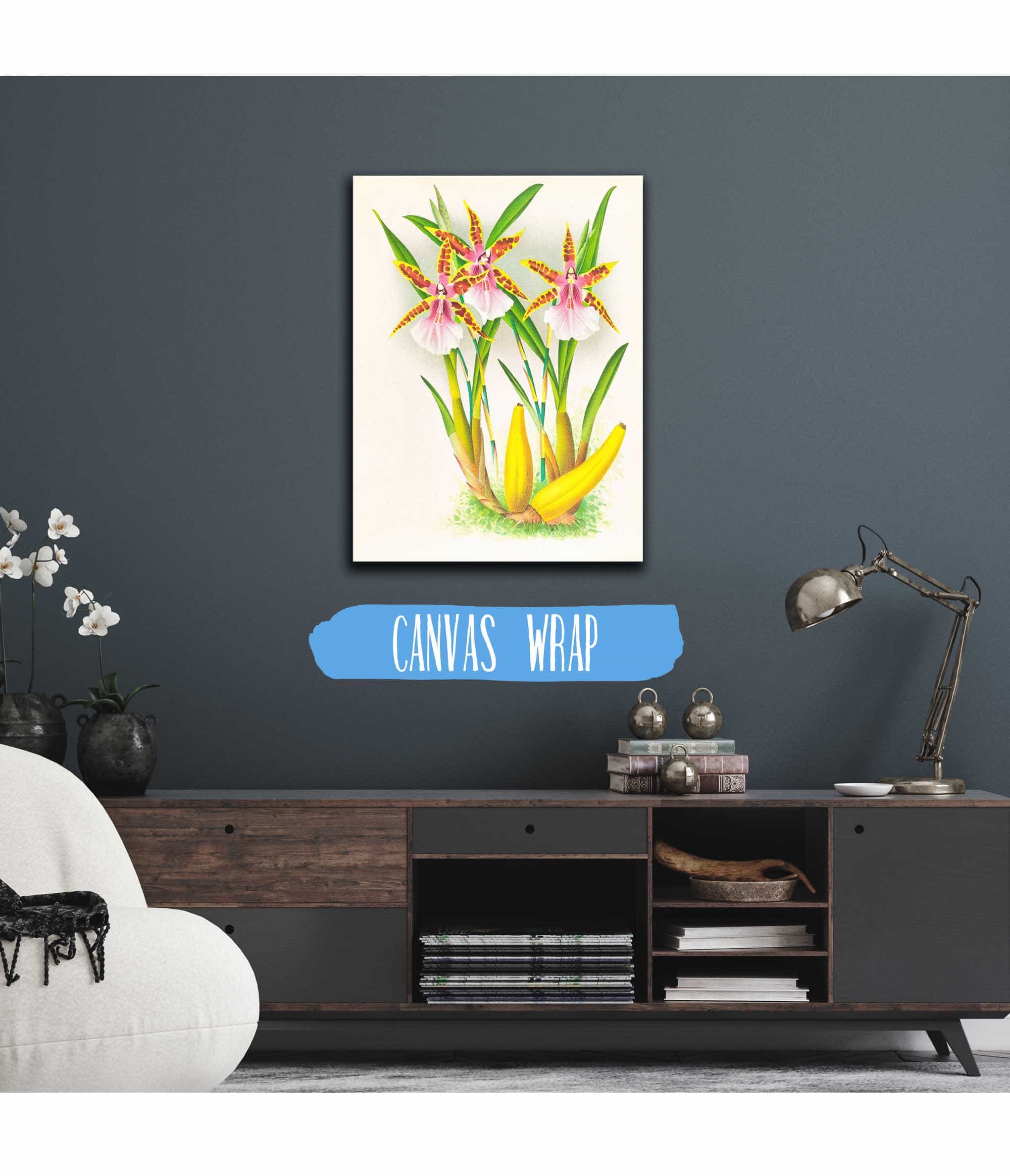 Miltonia Blunti by Jean Jules Linden