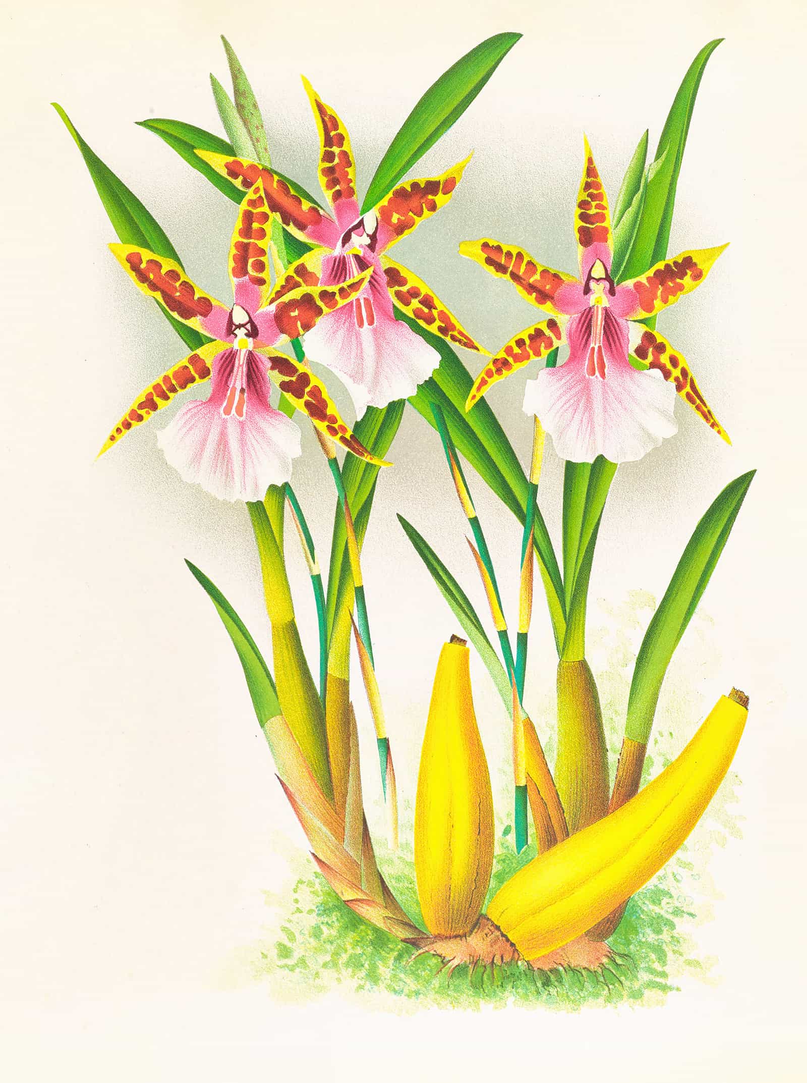 Miltonia Blunti by Jean Jules Linden