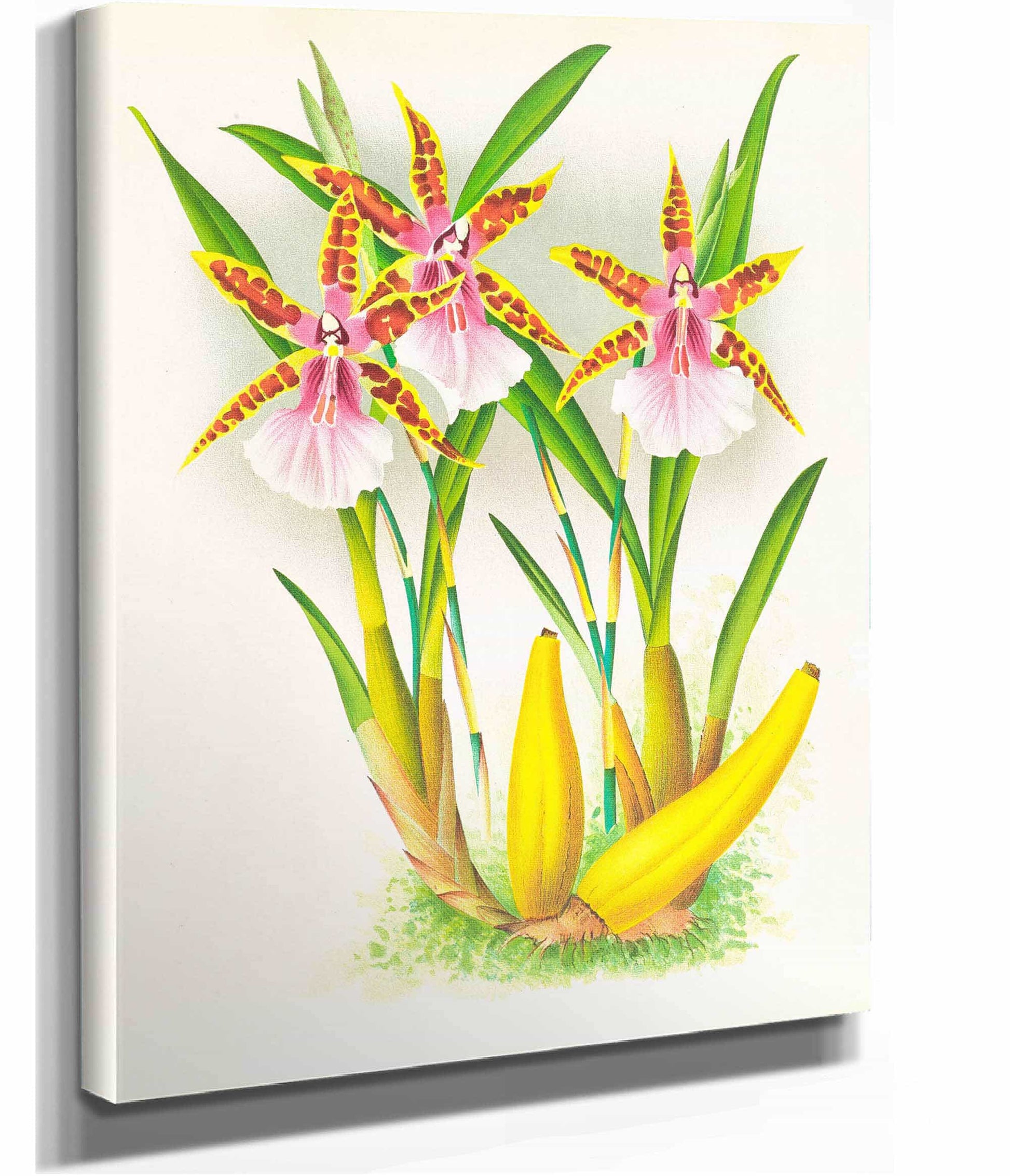 Miltonia Blunti by Jean Jules Linden