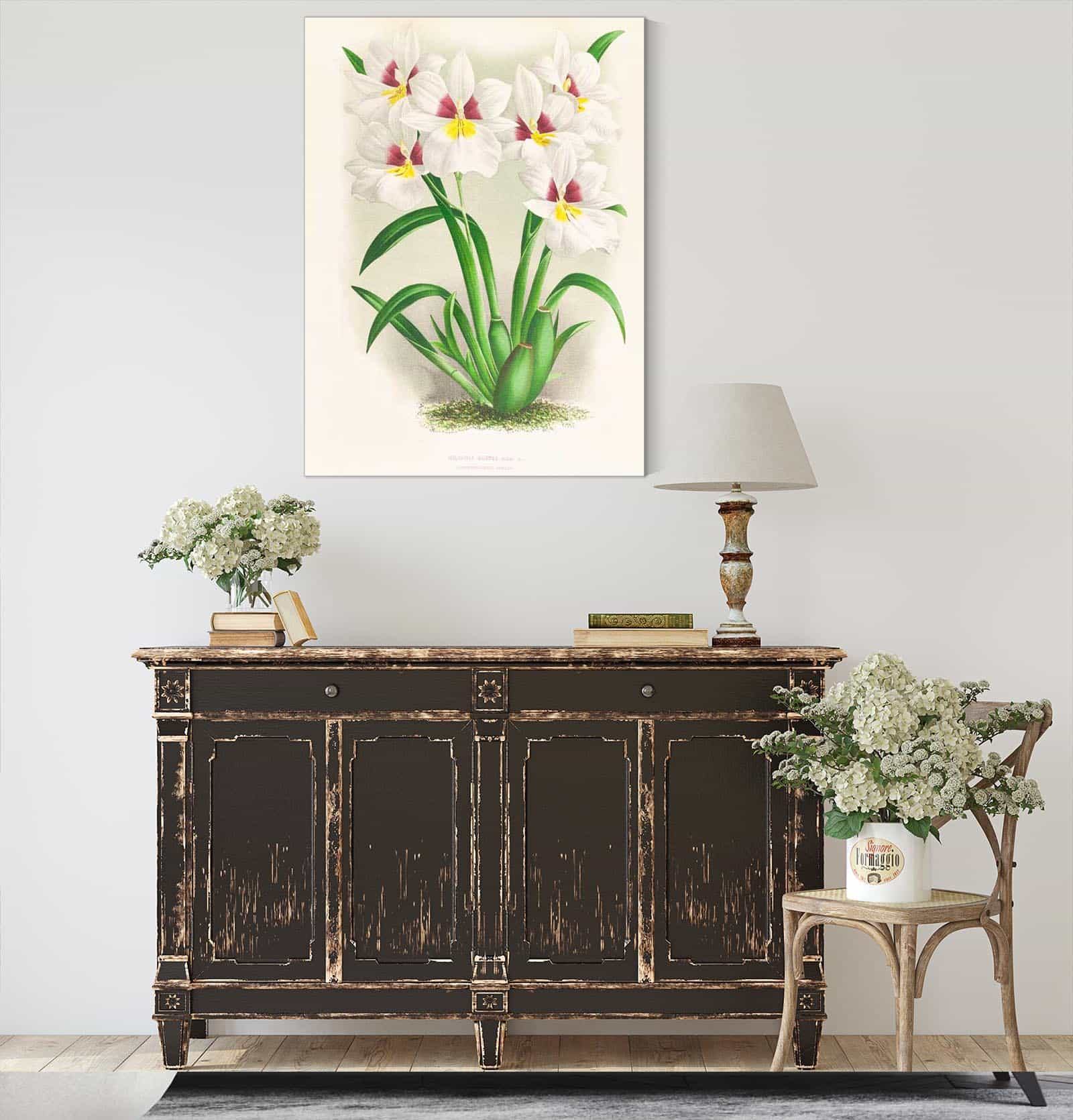 Miltonia Roezli by Jean Jules Linden