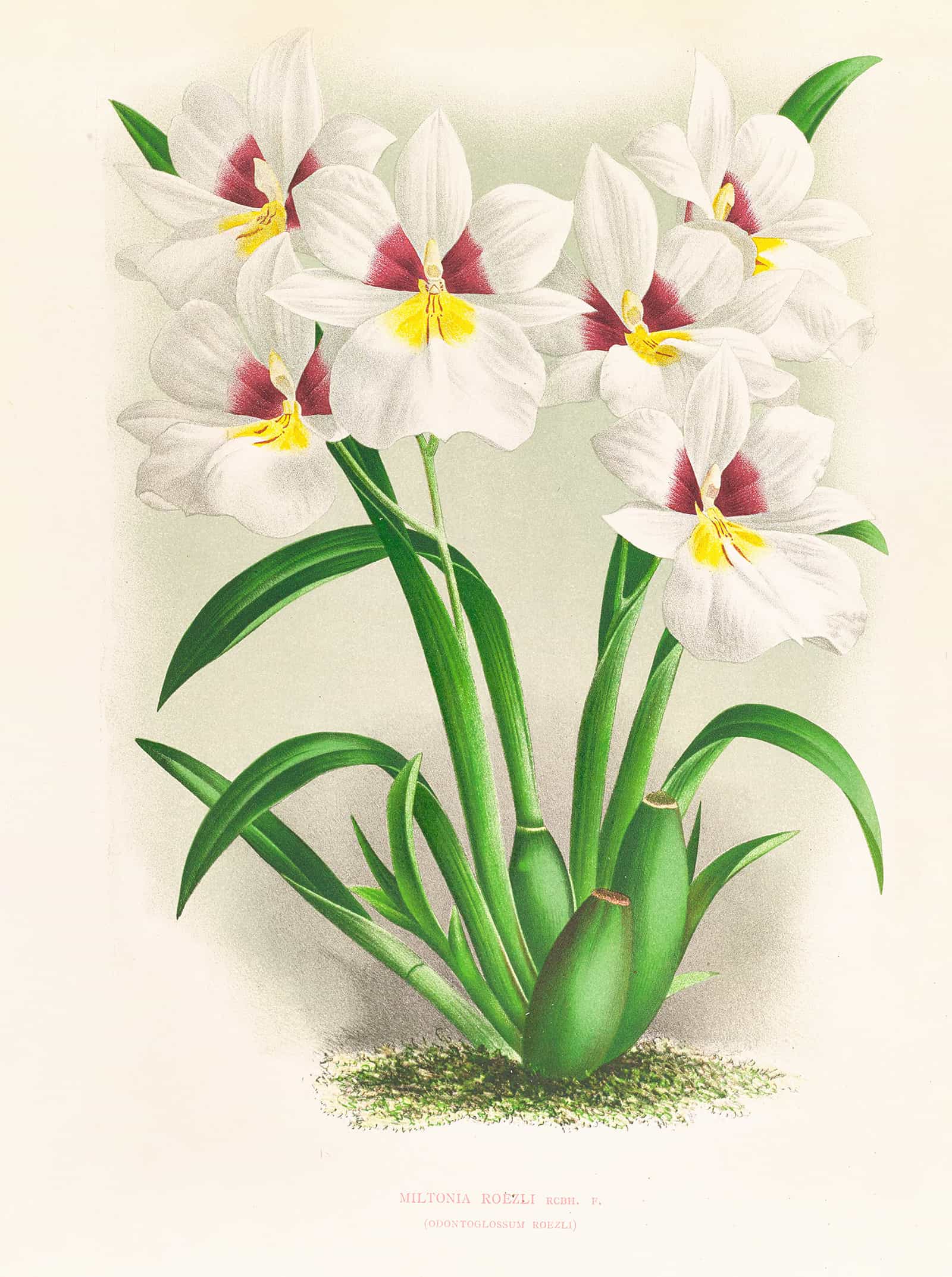 Miltonia Roezli by Jean Jules Linden