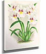 Miltonia Roezli by Jean Jules Linden