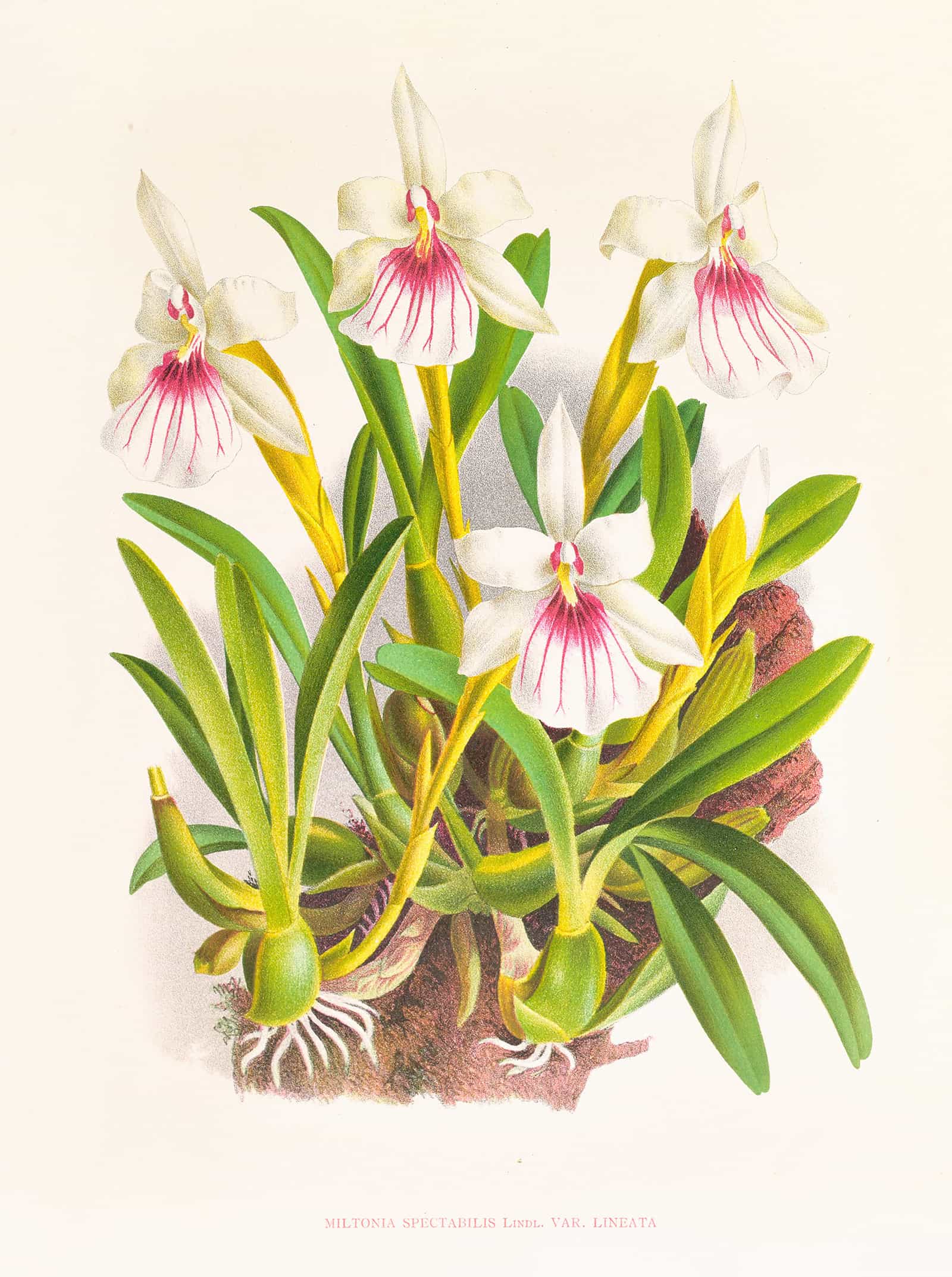 Miltonia Spectabilis by Jean Jules Linden