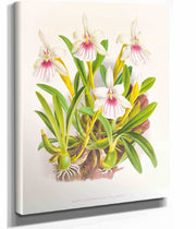Miltonia Spectabilis by Jean Jules Linden