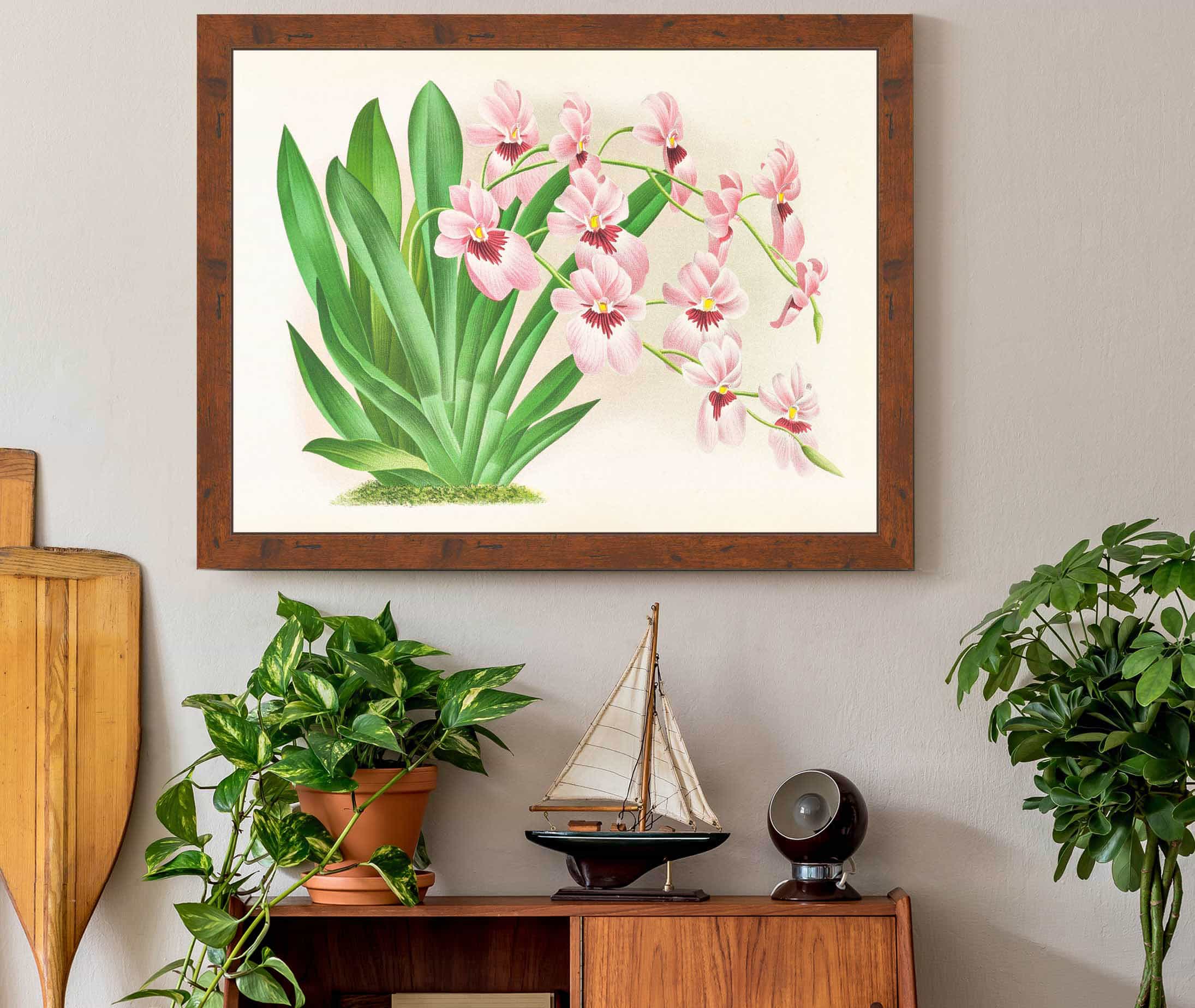 Miltonia Vexillaria by Jean Jules Linden