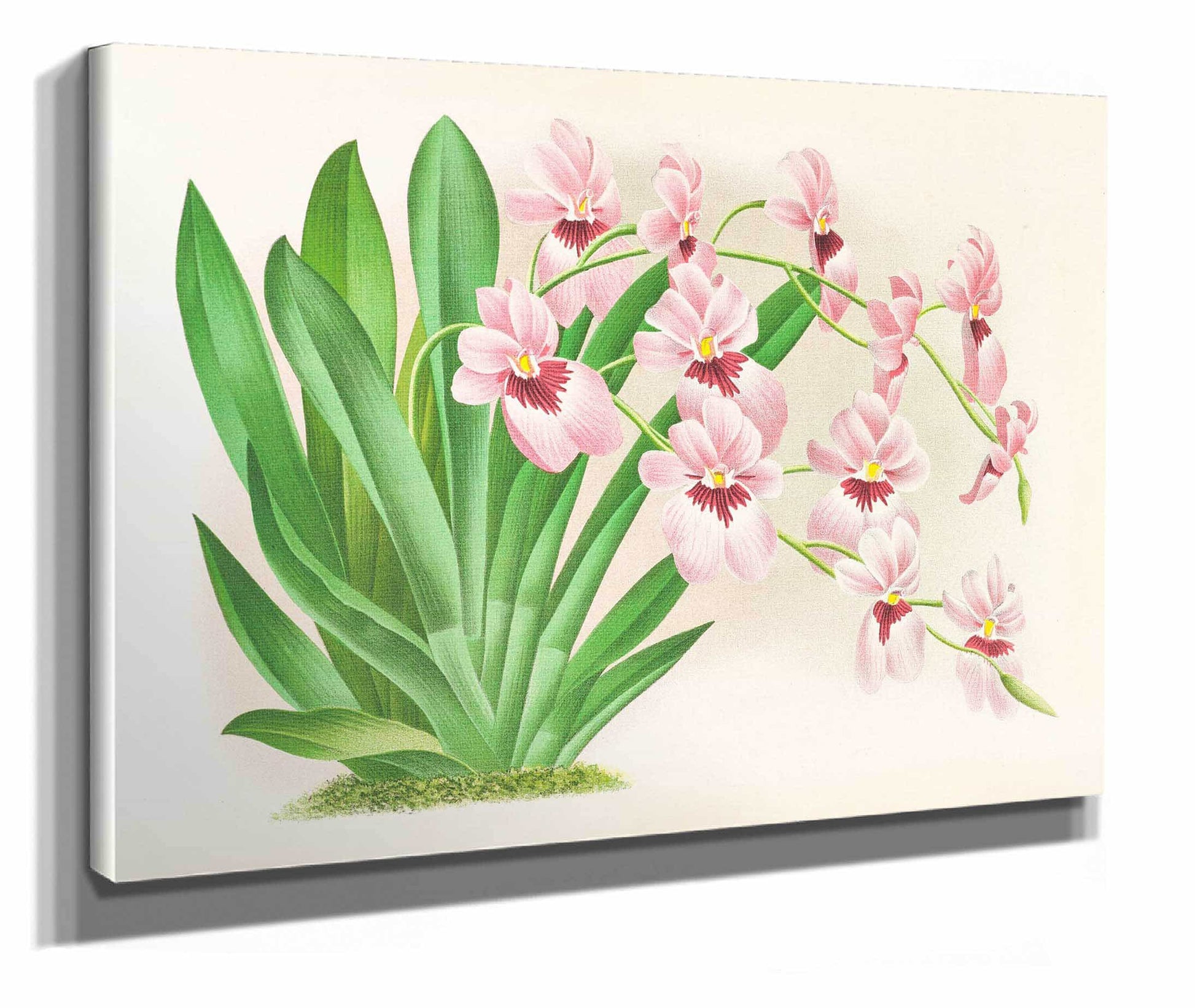 Miltonia Vexillaria by Jean Jules Linden