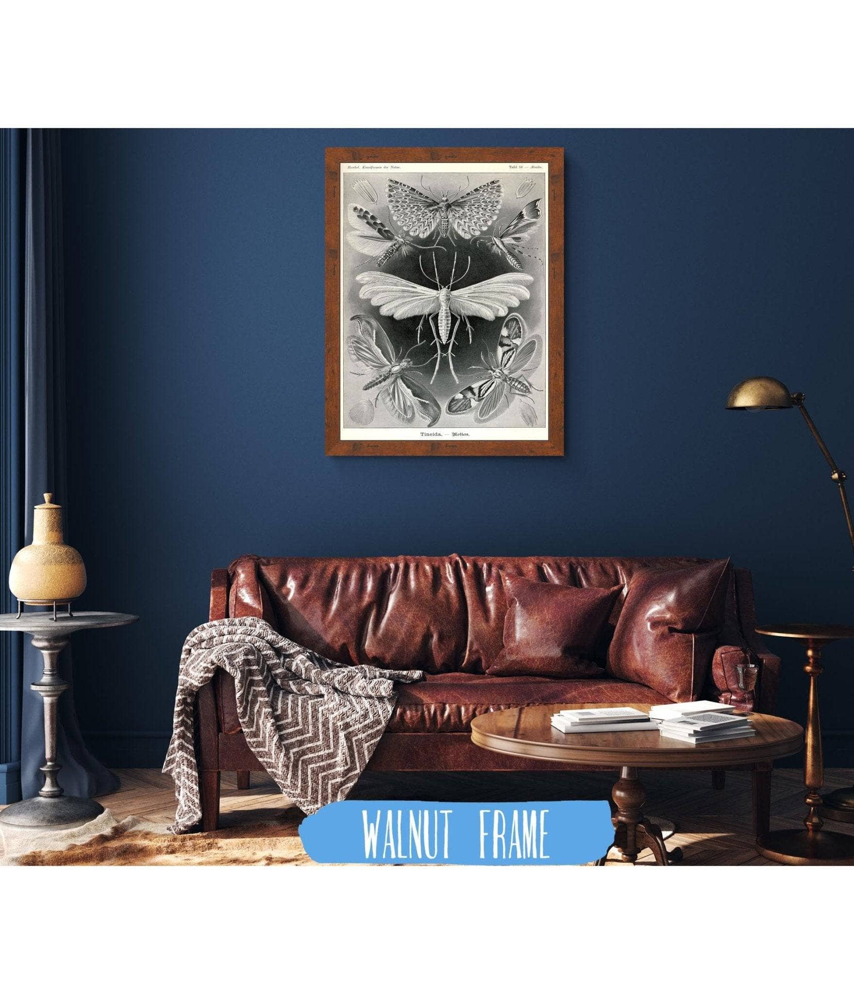 Moth (Tineida). - Motten