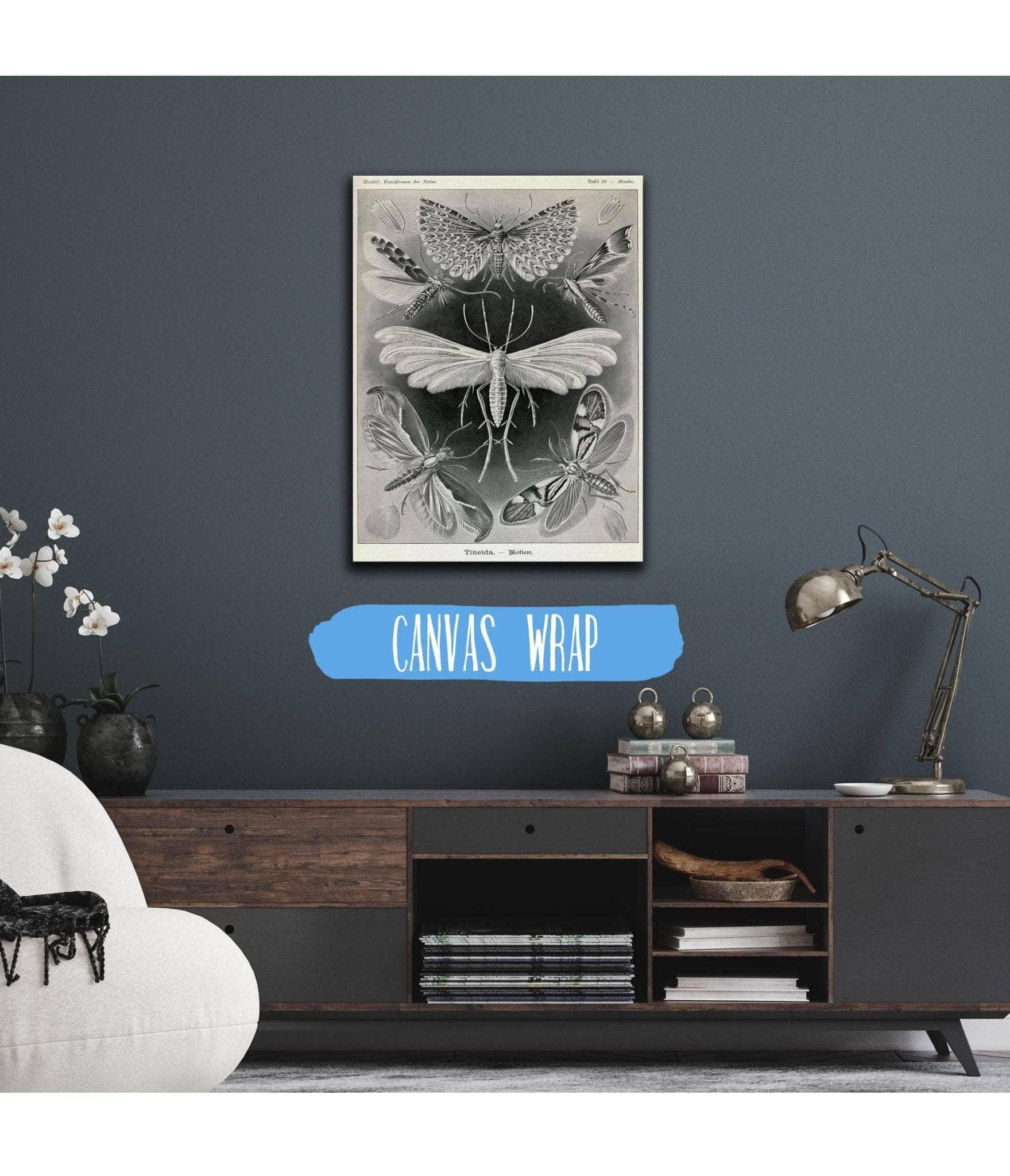 Moth (Tineida). - Motten