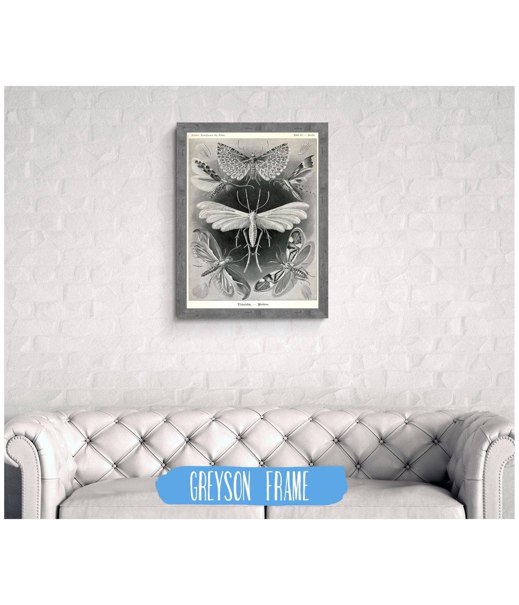 Moth (Tineida). - Motten