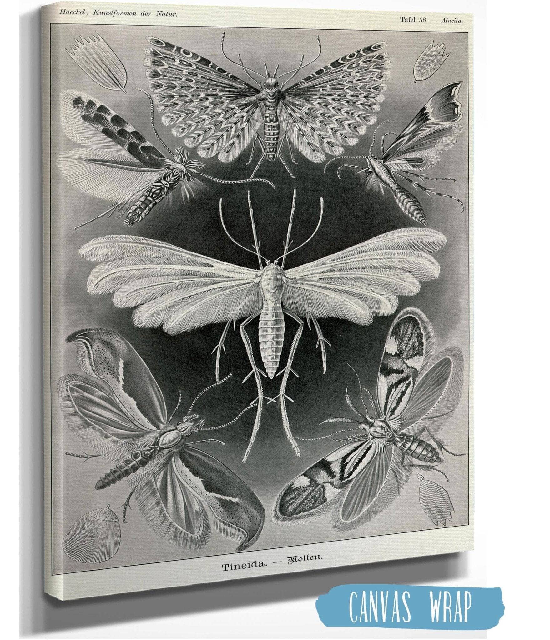 Moth (Tineida). - Motten